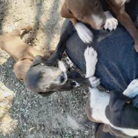 توله سگ شکاری پینتر آلمان