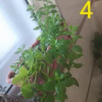 گل های طبیعی عزیز|گل و گیاه طبیعی|کامیاران, |دیوار