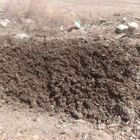 کود کبوتر درپرنده