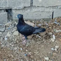 کبوتر|پرنده|فسا, |دیوار