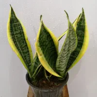 گل و گیاه|گل و گیاه طبیعی|صدرا-فارس, فاز ۱|دیوار