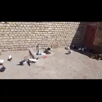 کفتر فروشی
