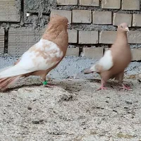 نرماده عروسک