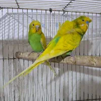 عروس هلندی .مرغ مینا فول دستی و سخنگو و مرغ عشق|پرنده|خاش, |دیوار