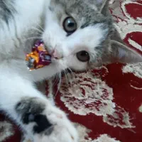 گربه گم شده درصفادشت|گربه|صفادشت, |دیوار