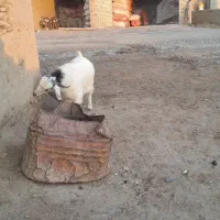 ۸ عدد بزغاله تمام نر