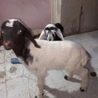 بره شیرخوار نر و ماده