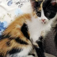 واگذاری گربه سه ماهه