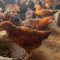 نیمچه مرغ خانگی گلپایگانی