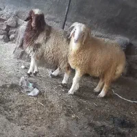 دوعدد بره نر و ماده|حیوانات مزرعه|باوی, |دیوار