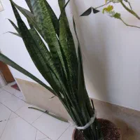 سه تا گلدان گل|گل و گیاه طبیعی|اصفهان, مفتح|دیوار