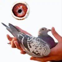 کبوتر ماده سبز مسافتی مخاهو