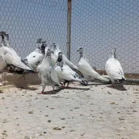 کبوتر کله دم سبز و سرور