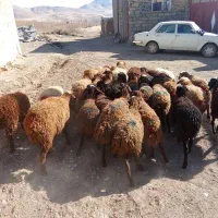 گوسفندماده|حیوانات مزرعه|بلبان آباد, |دیوار