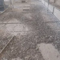 کود کبوتر