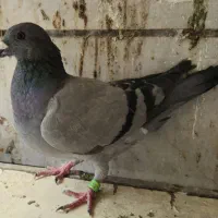 کفتر پلاکی سبز مسافتی کبوتر مسافتی ابلغ سبز|پرنده|تهران, عبدل‌آباد|دیوار