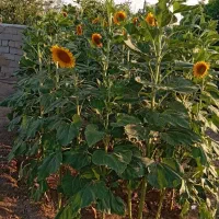 فروش یک قطعه زمین مسکونی