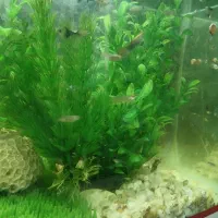 ماهی گوپی|ماهی|کرمانشاه, |دیوار