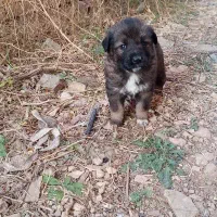 توله اصیل قدرجونی نروماده|سگ|ابهر, |دیوار