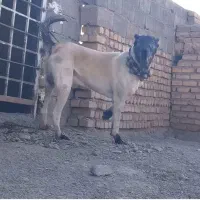 سگ  دوسال نیم دهن پاک