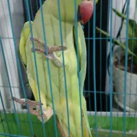 طوطی ملنگو سبز|پرنده|رشت, ولکس|دیوار