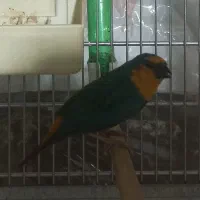 فنچ طوطی وار سر نارنجی و فنچ گلدین|پرنده|تهران, امین حضور|دیوار