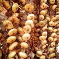 بذر پیاز محلی مازندران