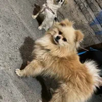 توله پامر عروسکی