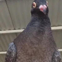 کبوتر گمشده|حیوانات|امیدیه, |دیوار