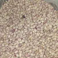 حبوبات پردیس|خوردنی و آشامیدنی|مبارکه, |دیوار