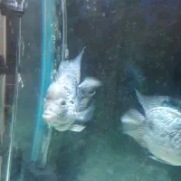 ماهی فلاورباکس کامفاسلام|ماهی|تهران, جوادیه|دیوار