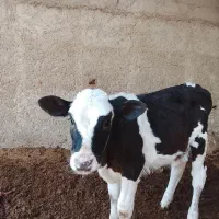 گوساله‌سمینتال‌ماده