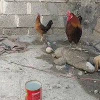 خروس و مرغ