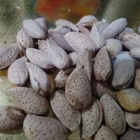 بادام تلخ