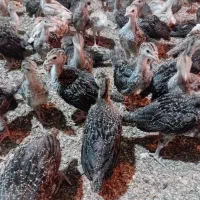 جوجه بوقلمون برنزه