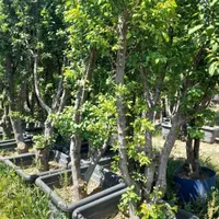 درخت نهال میوه اصلاح شده|گل و گیاه طبیعی|چهاردانگه (تهران), |دیوار