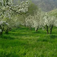 کارگر ساده کشاورز کارگر دامدار ،چوپان کارگرساختمان