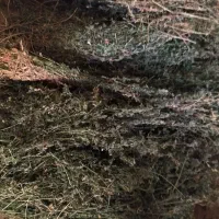 یونجه برای دام