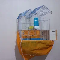 طوطی برزیلی مولد و مرغ عشق مولد