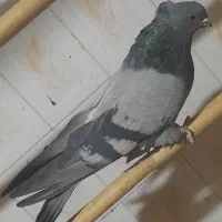 کبوتر سبز کاکلی پشت قنار