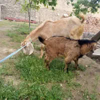 یک عدد بزپر شیر جوان با بزغاله نر چاق
