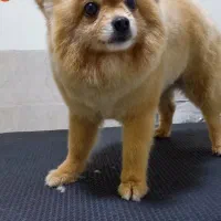 دامپزشکی آوین|خدمات آرایشگری و زیبایی|کرج, عظیمیه|دیوار