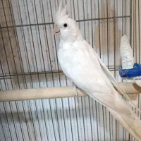 عروس هلندی ماده آلبینو مست و آماده نیمه رام طوطی|پرنده|سنندج, |دیوار