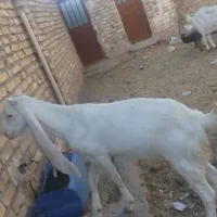 بز پاکستانی گلابی|حیوانات مزرعه|فهرج, |دیوار