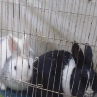 سه عددخرگوش واگذار می‌شود