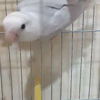 کوتوله ماده