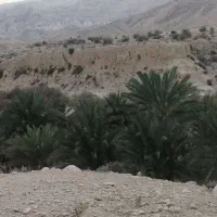 باغ مناسب قیمت در شهر جم