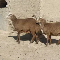 نرو ماده مغان کری