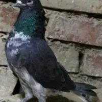 کبوترهایی‌نقش‌تهرانی‌ودوتاپاکستانی