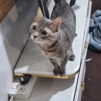 واگذاری گربه|گربه|قم, نیروگاه|دیوار